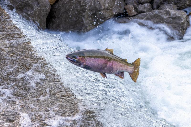 Salmon Viability